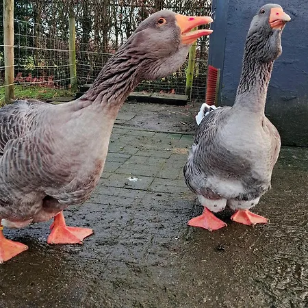 Apartment Claeswael *