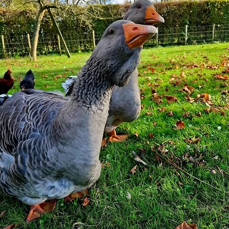 Fully Equipped Private For Up To 4 Guests, Quiet Countryside Location, Only 30 Minutes From Rotterdam, Free Parking, Wifi And Large Garden * Klaaswaal