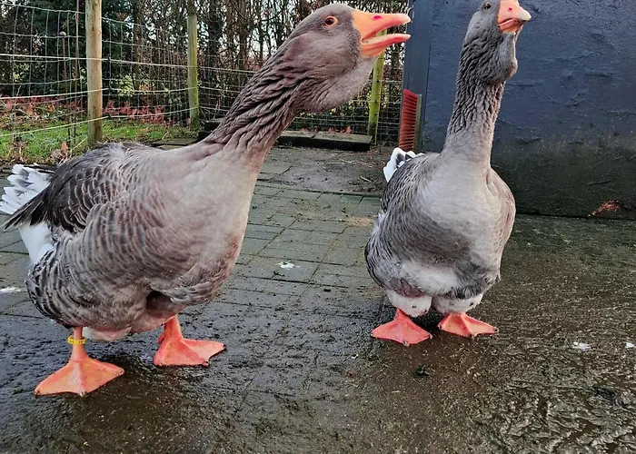 Apartment Claeswael *