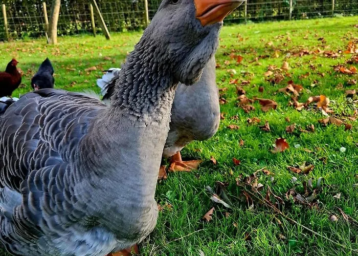 Claeswael * Klaaswaal